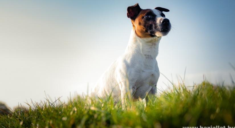 Tavaszi kirándulás a kutyáddal: így készítsd fel a túrára kedvencedet (x)
