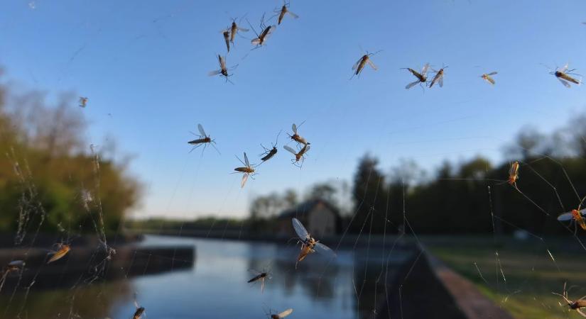 Folytatódik a szúnyoggyérítés a Duna mentén, Baja környékén is