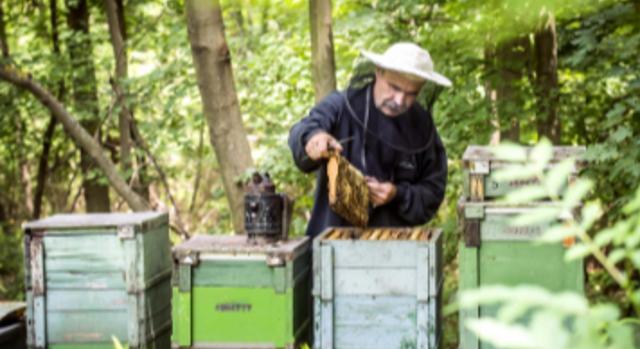 Hazánk vezette be először a beporzási támogatást a méhészek számára