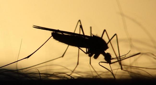 Katasztrófavédelem: borsodi településeken is irtják a szúnyogokat