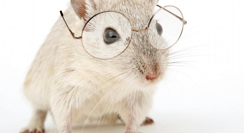 Olyan, az emberekben is megtalálható hormont azonosítottak egerekben, ami az élettartamot is szabályozza