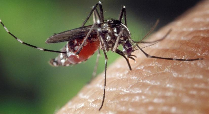 Lassan tarthatatlanná válik a szúnyoghelyzet Szegeden