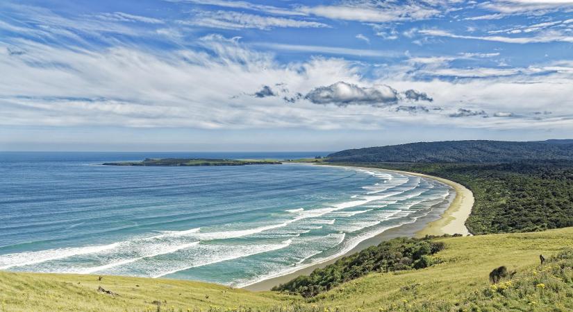 Aggasztó jelenséget figyeltek meg a tudósok Új-Zéland partjainál: több százezer tengeri szivacs fehéredett ki