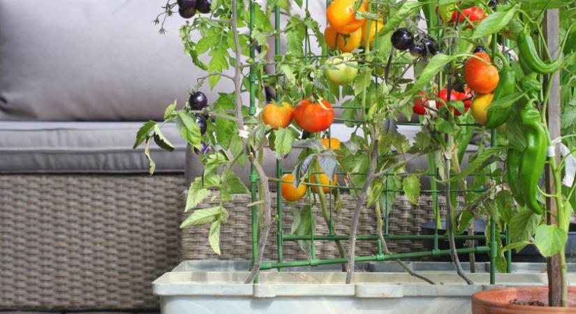 Így terem majd gazdagon a balkonkert: paradicsom, paprika és uborka is termeszthető a kertész szerint