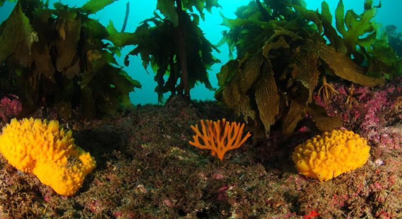 A klímaváltozás újabb hatása: tengeriszivacs-fehéredés