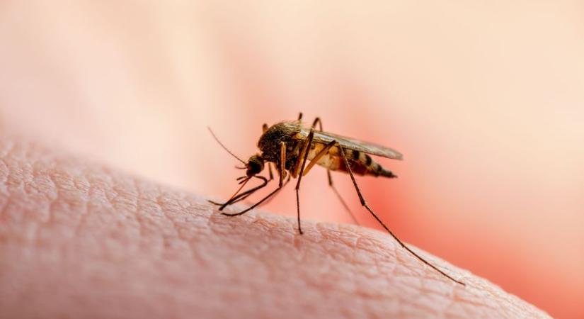 Szúnyogirtás zajlik a héten az ország 109 településén