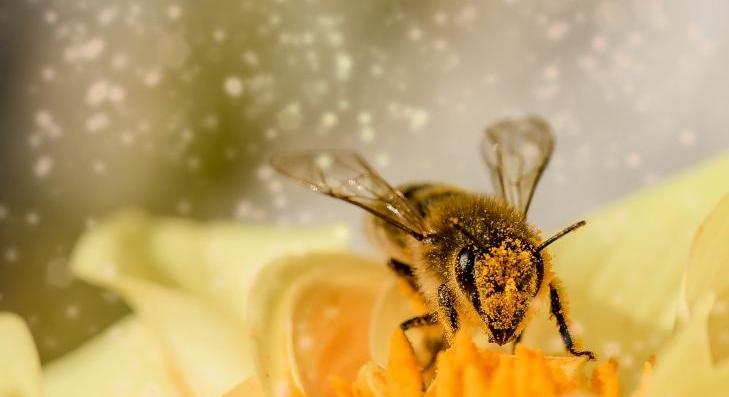 Méhkímélő technológia alkalmazása gabonafélékben |