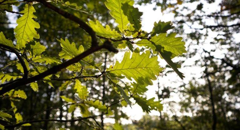 2022-ben is folytatódik a Procter and Gamble erdőtelepítési programja