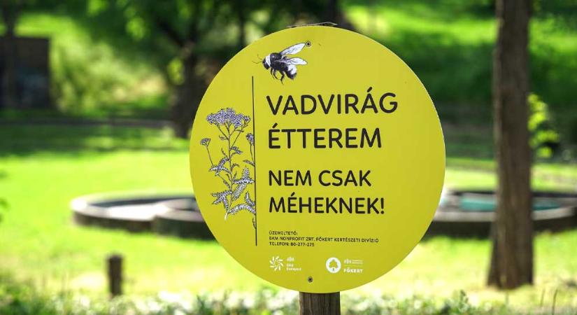 Amerikából jöttek megcsodálni a fővárosi méhlegelőket és a Vadvirágos Budapest programot