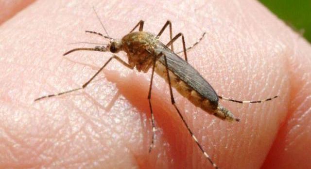 Spanyol vállalattal harcol közösen a szúnyogok ellen a PTE