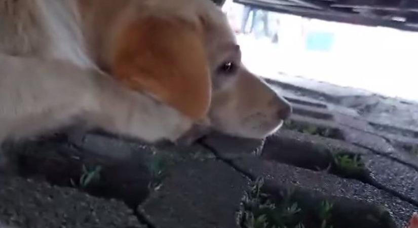 Kutyát mentettek egy autó alól Miskolcon - videóval!