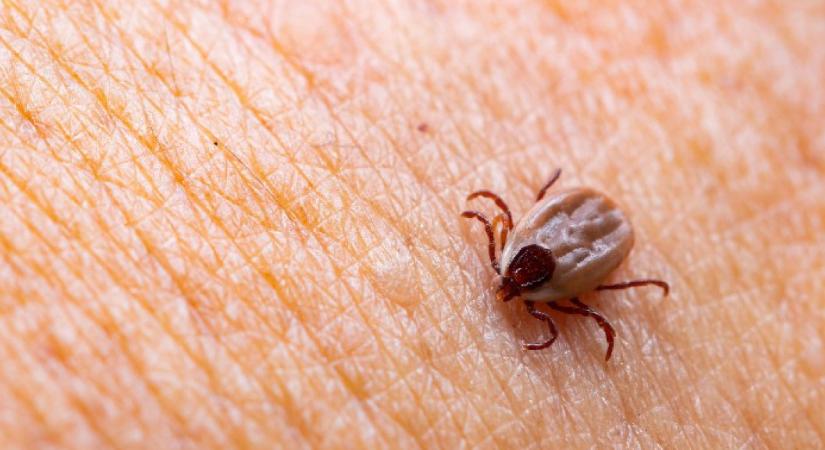 Nem csak a Lyme-kór leselkedik ránk: 7 súlyos betegség, amit a kullancsok terjesztenek