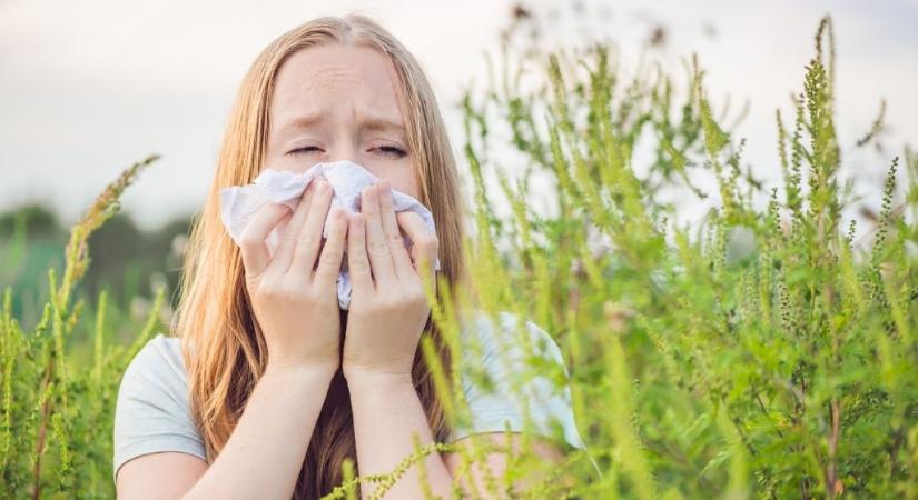 Allergiás vagy a parlagfűre? Ez segíthet!
