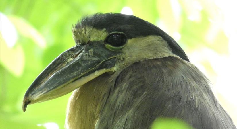Egzotikus madarak érkeztek a Veszprémi Állatkertbe