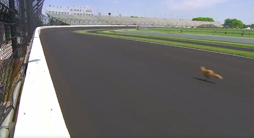 Indy 500: Egy róka miatt kellett megszakítani az első edzésnapot
