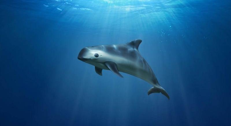 Csupán 10 Kaliforniai disznódelfin maradt életben