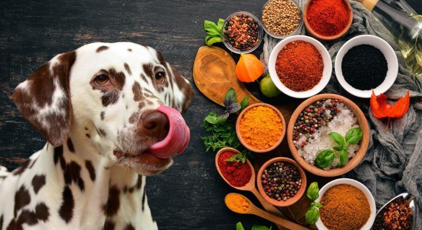 Veszélyes fűszerek - ezekből jobb, ha nem eszik a kutya