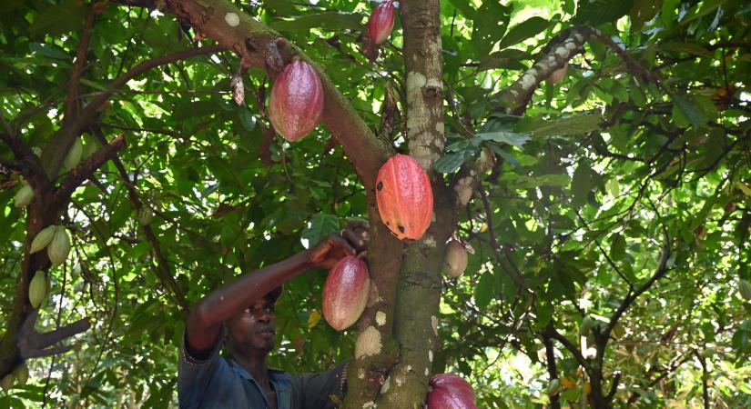 Erdősítéssel mentené meg a csokoládét a legnagyobb kakaóbab-termesztő
