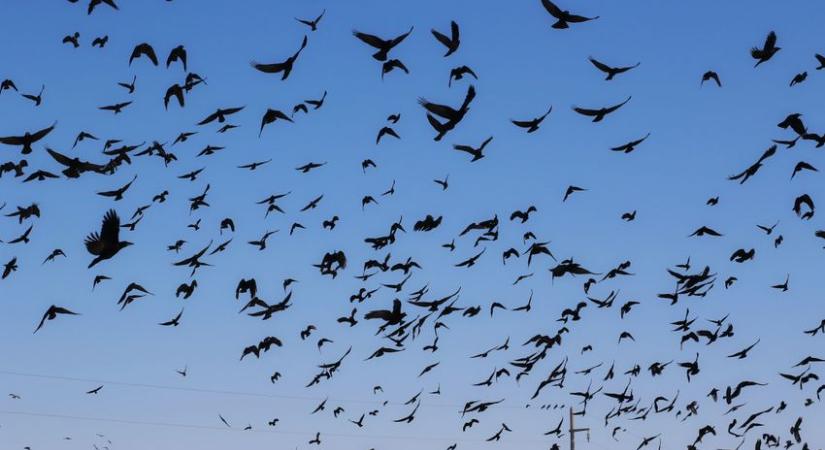 Miért maradnak az óriási madárrajok szoros formációkban?