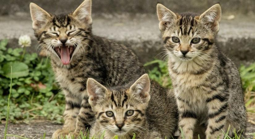Japán kutatás: Megtanulják egymás neveit a macskát