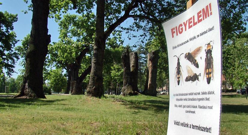 Védettek és hasznosak: ne bántsuk az óriás tőrösdarazsakat, kérik a debreceni természetvédők