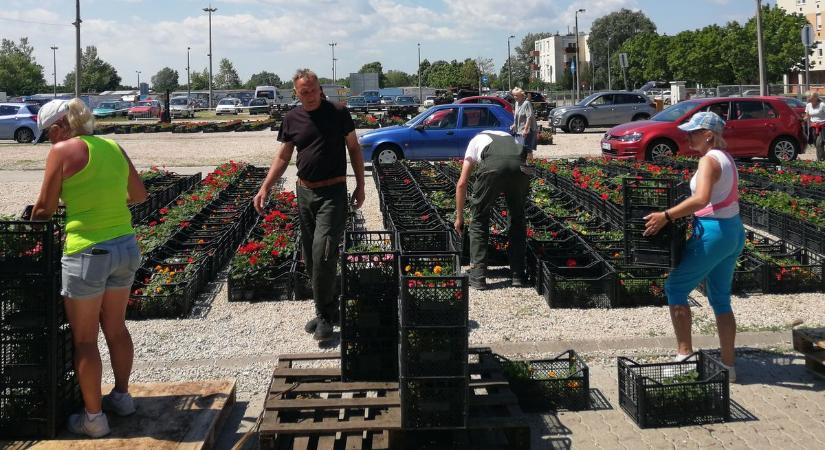 Közel 300.000 növény kerül kiosztásra a Virágos Székesfehérvár keretén belül