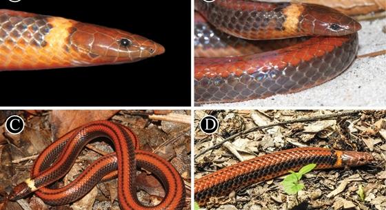 Új kígyófajt fedeztek fel Paraguayban, három lehet belőle az egész világon