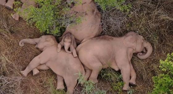 A legkülönfélébb módokon gyászolnak az elefántok, derül ki egy új kutatásból