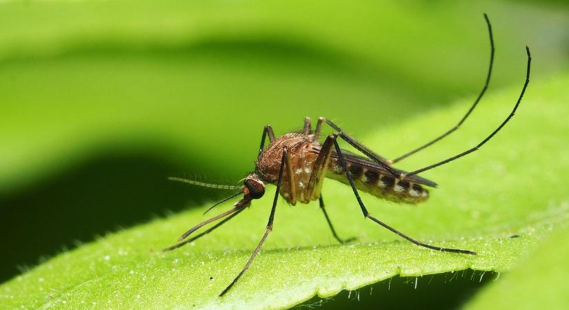 Sikeres volt az év első szúnyoglárva irtása Miskolcon