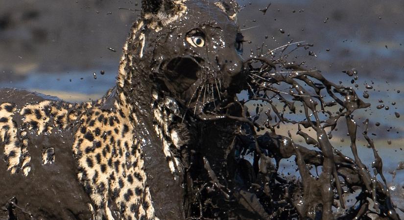 Zseniális fotók egy mocsárban vadászó leopárdról