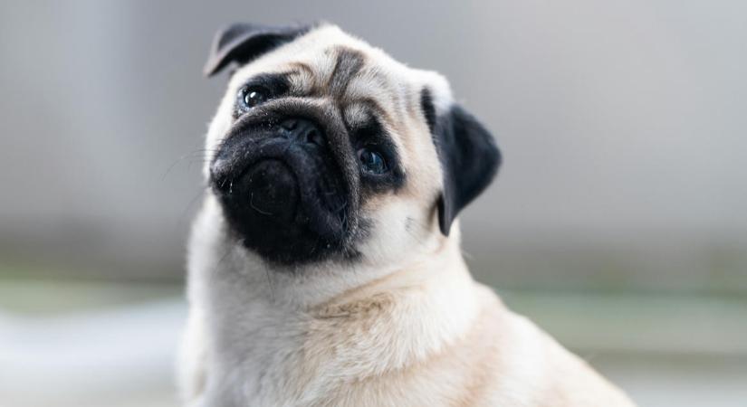 A mopszokat annyi betegség gyötri, hogy egy brit tanulmány szerint nem is tekinthetők normális kutyáknak