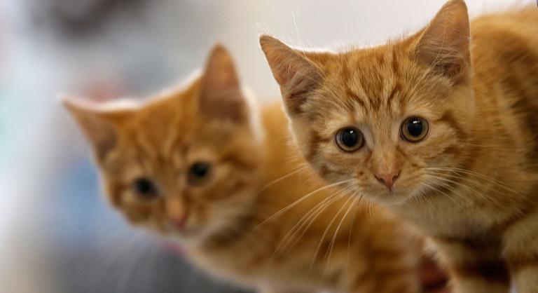 Kijárási tilalmat rendeltek el a macskáknak egy német városban