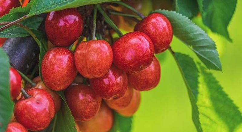 Bulgária: 800 és 1000 Ft körül lenne méltányos a cseresznye felvásárlási ára