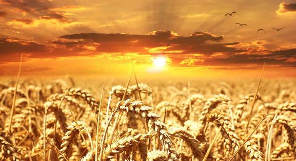A korábbi felére eshet idén az ukrán gabonatermés