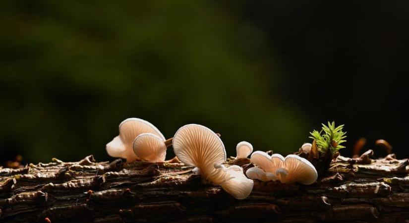 Ideje a gombákra is gondolni a természetvédelemben!