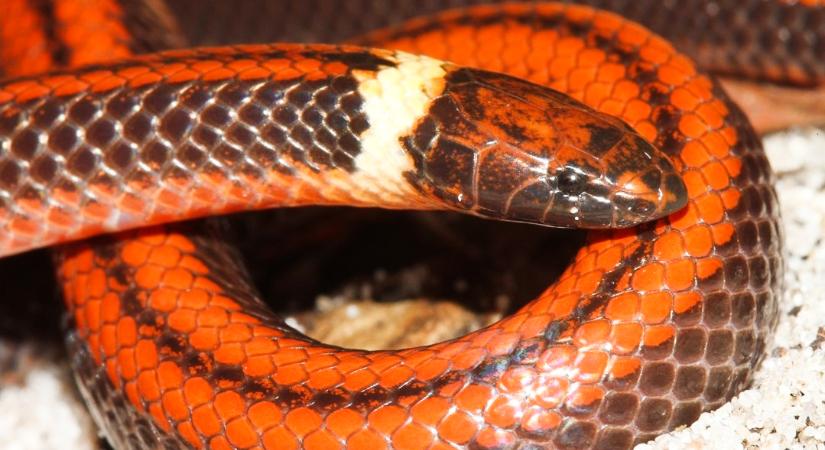 Egy színpompás új kígyófajt fedeztek fel Paraguayban
