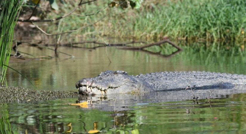 Kivadult disznókon híznak az ausztrál krokodilok