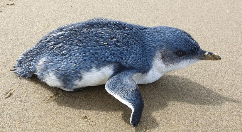 Több ezer kék pingvin parádázott egy szigeten