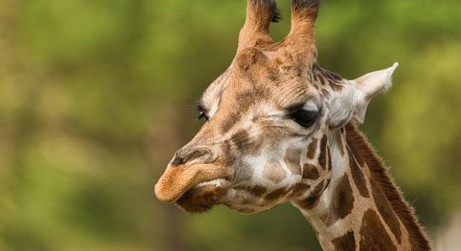 Orvosi bravúrral mentettek meg egy zsiráfot