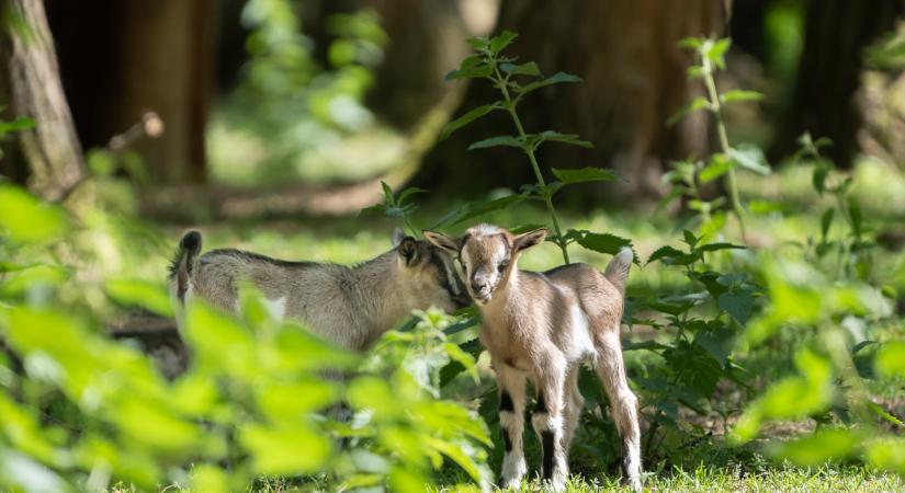 Ismét kecskegida-ikrek születtek a debreceni állatkertben