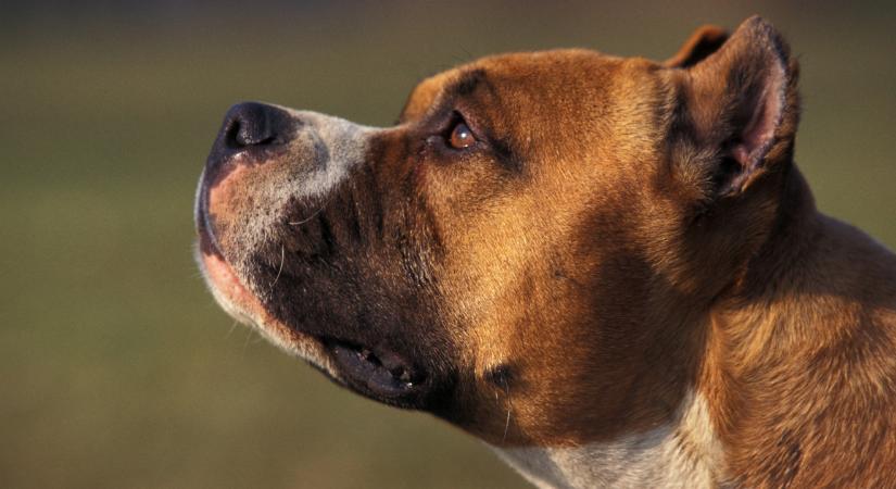 Lezárult a nyomozás, 100 harcra képzett kutyát foglaltak le a rendőrök a nagykőrösi tanyán
