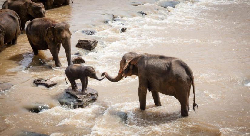 Az elefántok is gyászolnak, amikor elvesztik társukat