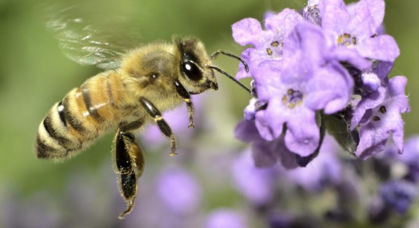 Mit tehetünk a méhekért? – A méhlegelő titkai