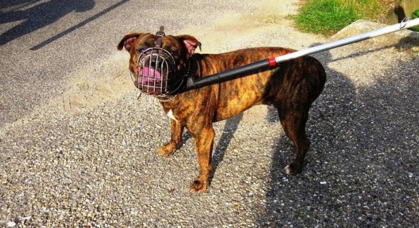 Élet-halál harcot vívtak a kutyák - Tizenöt embert gyanúsít a rendőrség