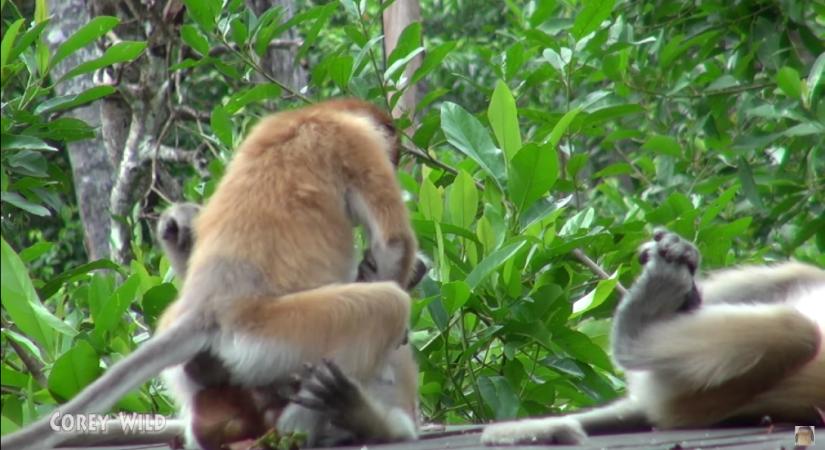 Már tíz országban megjelent a majomhimlő
