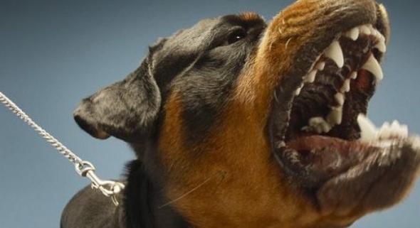 Tizenöt embert gyanúsítanak a nagykőrösi kutyaviadalok ügyében