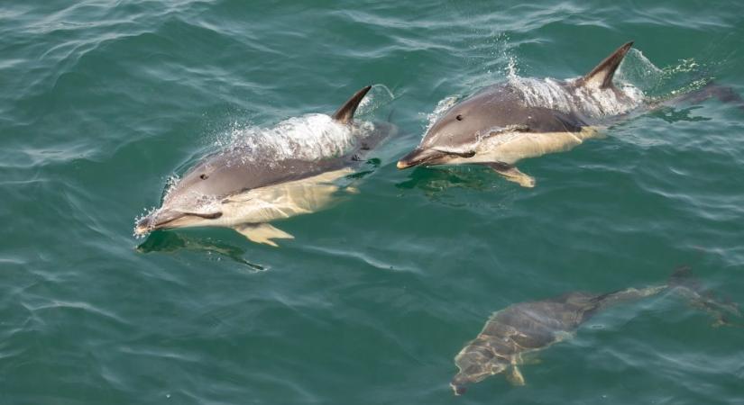 Bajba jutott delfineket sikerült megmenteni