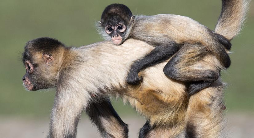 Mi ez az új majomvírus, és mennyire veszélyes?