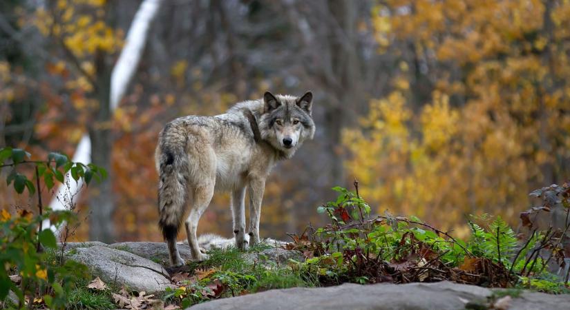 A Zemplénben kárt okozó farkasok ügyében hozott ítéletet a Miskolci Törvényszék