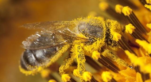 A SIÓ és az Országos Magyar Méhészeti Egyesület hosszú távú együttműködésre lép
